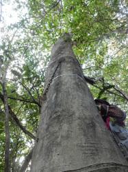 ナナメノキの木立。この画像は、根元から見上げるようにして撮影したもので、幹が直立して、高いところで枝を出しています。