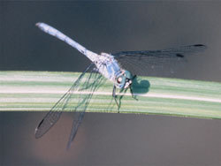 ナニワトンボ。トンボ科。体長35ミリメートル程度。成熟したオス成虫は青色になりますが、アカトンボの仲間です。メス成虫は、黄白色と黒色のまだら模様です。翅は透明です。樹木に囲まれた池に生息します。夏から秋にかけて成虫が見られます。この画像は、水平になっているイネ科植物の葉に止まった1個体のオス成虫を撮影したもので、右下向きです。