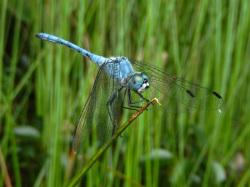 ナニワトンボ。トンボ科。体長35ミリメートル程度。成熟したオス成虫は青色になりますが、アカトンボの仲間です。メス成虫は、黄白色と黒色のまだら模様です。樹木に囲まれた池に生息します。夏から秋にかけて成虫が見られます。捕食者。この画像は、アンペライというカヤツリグサ科の葉の先に止まっている1個体のオス成虫を撮影したものです。右向きで、背景には多数のアンペライが写っています。