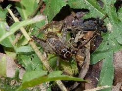 ナツノツヅレサセコオロギ。コオロギ科。体長15から18ミリメートル。背面は黒い褐色で、腹面は、うすい褐色です。顔は半球状です。草原の地面に生息します。幼虫で冬を越し、初夏に成虫が出現します。幼虫で越冬するコオロギ科は少数です。雑食性。この画像は地面にいる1個体を撮影したもので、こちらを向いています。以下、注釈です。よく似たツヅレサセコオロギもせんごくの杜の草原に多数いますが、まだ撮影出来ていません。ツヅレサセコオロギは卵で越冬し、秋に成虫が出現します。