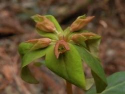 ナツトウダイ。トウダイグサ科。多年草。茎は高さ40センチメートルほどになることがあります。和名に夏と付きますが、春に花が咲きます。腺体という液体を分泌する器官がU字型になり、4枚の緑色の腺体が花弁のように見えるのが特徴です。この画像は、茎の先の5枚の葉と5個の蕾を撮影したものです。