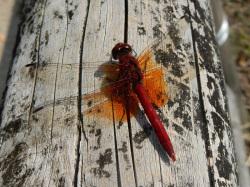 ネキトンボ。トンボ科。体長43ミリメートル前後。アカトンボの仲間です。オス成虫は、成熟すると、全身が赤色になります。メス成虫は、黄橙色の体色です。オス、メスとも、胸部側面に黒色の太い帯が1本入ります。翅は透明で、付け根が橙色になります。成虫は春に羽化して、秋に繁殖します。幼虫は、池に生息します。この画像は、池周りの丸太の手すりに止まっている1個体を背中側背後から撮影したものです。