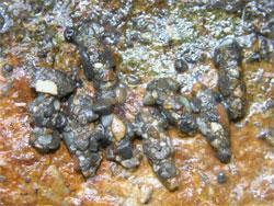 ニンギョウトビケラの幼虫。ニンギョウトビケラ科。幼虫は、川の中流域から上流域に生息し、小石を糸でつづって、筒巣を作ります。この画像は、めくった石の裏側に付いていた筒巣8個が、頭を上側にして並んでいる状態を撮影したものです。