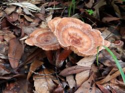 ニオイワチチタケ。ベニタケ科。夏から秋にかけて、林床に生えます。傘の直径は3から4センチメートル前後で、表面は肉色に濃い褐色の環紋があります。柄の長さも3から4センチメートルで、赤褐色です。カレー粉の匂いがするのが特徴です。この画像は、林床に生えた2本を撮影したものです。