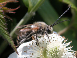 ニッポンヒゲナガハナバチ。ミツバチ科。体長14ミリメートル前後。体表面は黒色ですが、胸部に黄褐色、腹部にうすい褐色の毛が生えているので、黒色のハチには見えません。オスの触角がとても長いのが和名の由来です。胸部と腹部の間がくびれています。成虫は春に出現し、地中に巣を作り、幼虫に花粉団子を与えて育てます。この画像は、クサイチゴの花に来た1個体のオス成虫を横から撮影したものです。