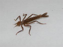 アサヒナカワトンボの幼虫。やや細長い体形で、体色は褐色です。川の上流域に生息します。この画像は、採集した1個体の幼虫を白いトレイに入れて撮影したもので、左向きです。
