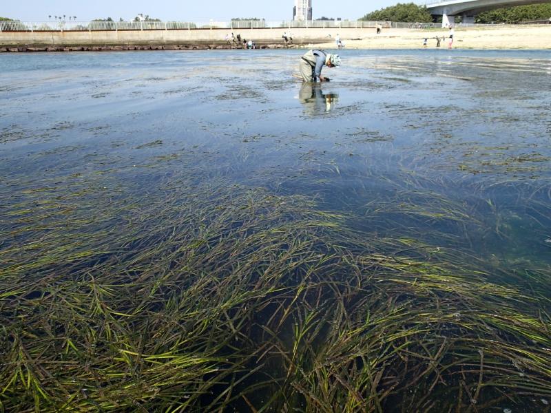 二色の浜 アマモ場