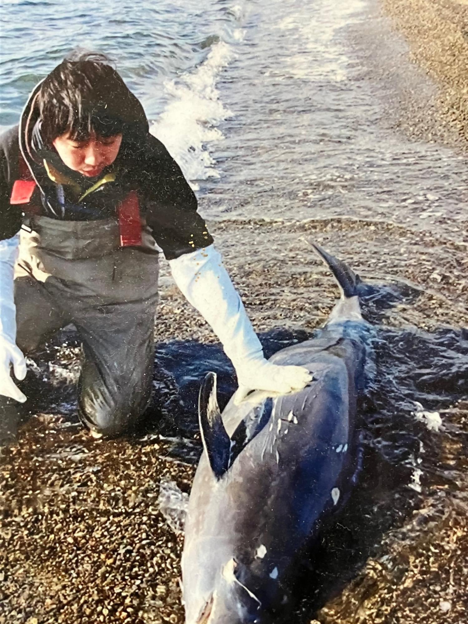 二色の浜に打ちあがったスナメリ