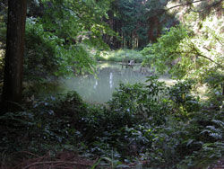 貝塚市蕎原にある野井谷池。箱谷川の細流をせき止めて作られた池です。林に囲まれています。