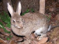ノウサギ。ウサギ科。体長45～55センチメートル程度。耳の長さは6～8センチメートルあります。体色は褐色で、腹側は淡色です。低山地から山地にかけての草原や森林に生息します。夜行性。植物食。画像は、自然遊学館に展示している1頭のはく製を撮影したもので、左向きです。