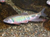 オイカワ。コイ科。淡水魚。全長15cm前後。背中側はくすんだ青色で、側面から腹側にかけては銀白色です。側面に薄いピンク色の横縞の斑紋が数本入ります。頭から尾までを軸とすると横縞ですが、泳いでいる姿から見ると、縦筋に見えます。川の中流域から下流域にかけて生息します。雑食性で、昆虫や藻類を食べます。画像は、水槽の中の1個体を横から撮影したもので、左向きです。紅色の婚姻色が腹側や鰓などに出たオスの成魚です。