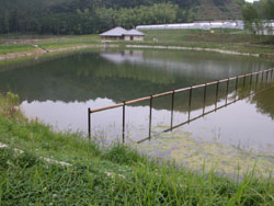 貝塚市馬場にある奥出池。開放的な池で、周囲が遊歩道になっていて、一部の区画にハスが植えられています。