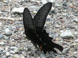 オナガアゲハ。アゲハチョウ科。前翅長47から68ミリメートル。翅は黒色で、後翅の縁に赤色の紋が入ります。後翅の尾状突起が長いのが和名の由来です。春から秋にかけて、成虫が見られます。幼虫は、サンショウやコクサギなどのミカン科の葉を食べます。この画像は、小石混じりの地面に止まっている1個体の成虫を後ろ側から撮影したものです。翅は少し開いた状態です。以下、注釈です。チョウ類の大きさは、体長よりも、前翅長や開張などの翅の大きさで表すことの方が多いです。また、成虫はいろいろな種類の花から蜜を吸いますが、幼虫の餌植物は限られているため、食性に関しては、幼虫の餌植物を示すことが一般的です。