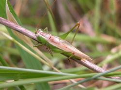 オナガササキリ。キリギリス科。体長18ミリメートル前後。緑色型と褐色型がいます。両型ともやや黄色みがかっています。メス成虫の産卵管が、ササキリの仲間の中で特に長いのが和名の由来です。草地や林縁に生息し、夏から秋にかけて成虫が出現します。雑食性ですが、主にイネ科の草の種子や葉を摂食します。この画像は、枯れた茎に止まっている緑色型の1個体のオス成虫を撮影したもので、左上向きです。