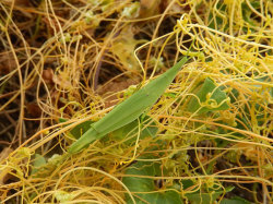 オンブバッタ。オンブバッタ科。オス成虫の体長は25ミリメートル前後に対して、メス成虫の体長は40ミリメートル前後です。尖った頭部をしていて、緑色型と褐色型がいます。両方とも細かな模様は入りません。草丈の低い草地に生息し、初夏から秋にかけて成虫が出現します。この画像は、アメリカネナシカズラという蔓植物の上に止まっている緑色型の1個体を撮影したものです。