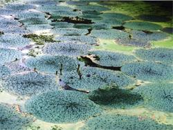 オニバス。スイレン科。夏期に、水に浮かぶ大きな丸い葉が特徴です。2002年に石才の田村池で葉が開きました。この画像は、水面に浮かぶ30枚ほどの葉を撮影したものです。