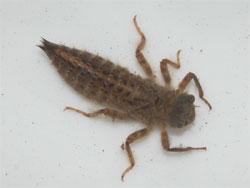 オニヤンマの幼虫。オニヤンマの幼虫は、全身が褐色で、複眼が小さく、下唇側片のギザギザが大きいのが特徴です。この画像は、採集した1個体の幼虫を白いトレイに置いて撮影したもので、右向きです。