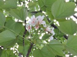 オオアブラギリ。トウダイグサ科。中国原産の落葉高木で、高さ10メートルほどに成長します。葉の形は幅広で、長さ15センチメートルほどになります。春、枝先に、5枚から10枚の花びらを持った白い花をまとまって咲かせます。この画像は、7個ほどの花が咲いた枝先を下から見上げるように撮影したもので、10枚以上の葉の裏側も写っています。