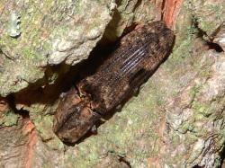 オオフタモンウバタマコメツキ。コメツキムシ科。体長30ミリメートル前後。長方形に近い体型をしています。体色は茶褐色から灰褐色の地色で、前翅の前縁中央に黒色の斑紋が入ります。成虫は主に夏に出現します。幼虫はマツの枯れ木を食べるそうです。この画像は、木の幹の隙間にいる1個体の成虫を撮影したもので、左下向きです。