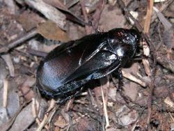 オオゴキブリ。オオゴキブリ科。大型のゴキブリで、体長は40ミリメートル前後。黒色で光沢があります。頑丈な体型で触角が短いのが特徴です。朽ち木内や倒木の下で、幼虫と成虫が共同で生活しています（亜社会性）。画像は、林床を這う1個体の成虫を撮影したもので、右向きです。