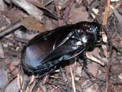 オオゴキブリ。大型のゴキブリ。体長40mm前後。黒色で光沢あり。頑丈な体型で触角が短いのが特徴です。朽ち木内や倒木の下で幼虫と成虫が共同で生活する亜社会性。画像は、林床を這う1個体の成虫を撮影したもので、右向きです。