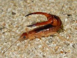 オオハサミムシ。オオハサミムシ科。体長18～30ミリメートル。体色は赤色、橙色、黒色の部分の割合に関して、変異がある。雑食性。砂浜の石や倒木に下にいます。画像では、1個体が左向きに砂の上にいて、尾端のハサミを持ち上げている姿勢を撮影したものです。