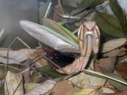 オオカマキリ。カマキリ科。大型のカマキリで、オス成虫は80ミリメートル、メス成虫は90ミリメートルを超えることがあります。後翅の黒っぽい色と、前脚の付け根の薄黄色の斑紋が特徴です。緑色型と褐色型があります。卵嚢内の卵で冬を越し、春にふ化、秋に成虫になる年1世代の生活史を送ります。捕食者。画像は、自然遊学館の展示ケース内で、1個体のメス成虫がこちらを向き、翅を広げて、威嚇のポーズをとっているところです。