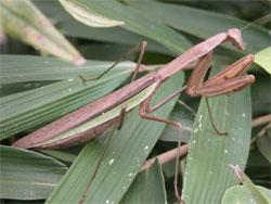 オオカマキリのメス。大型のカマキリです。メス成虫は90ミリメートルを超えることがあります。この画像は、葉の上にいる1個体の褐色型のメス成虫を横から撮影したもので、右向きです。