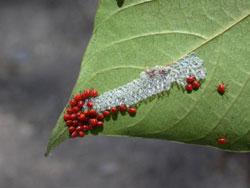 オオキンカメムシのふ化後の幼虫。この画像は、葉の先の裏側に積みつけられた卵塊からふ化した30個体ほどの赤色の幼虫を撮影したものです。