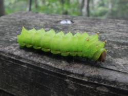 オオミズアオの幼虫。ヤママユガ科。開帳100ミリメートルを超えることがある大型のガです。翅は、うすい水色で、それぞれの翅に1個、小さな目玉模様あります。成虫は春から夏にかけて見られます。幼虫は、バラ科やブナ科など、いろいろな植物の葉を食べます。この画像は、木柵の上を右向きに這っていた1個体の幼虫を撮影したものです。体は鮮やかな黄緑色で、円筒形で各節の両側の背面に山型の突起があります。頭部は褐色です。