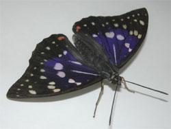 オオムラサキ。タテハチョウ科。前翅長53ミリメートル前後。オス成虫の翅の基部半分は鮮やかな紫色で白斑があり、先半分は黒い褐色に黄白色の斑紋があります。メス成虫の翅には紫色の部分がありません。幼虫で越冬し、6月から7月にかけて、成虫が雑木林で見られ、樹液に来ることもあります。幼虫はエノキの葉を食べます。この画像は、採集した1個体のオス成虫を白いトレイの上に置いて撮影したもので、頭は右下側きにあります。翅は広げていています。