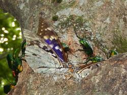 オオムラサキ。タテハチョウ科。前翅長37ミリメートル前後。翅は、橙色に黒色の紋がまばらに入ります。林内や林縁に生息し、成虫は春と秋に出現します。幼虫はエノキの葉を食べます。この画像は、地面に止まった1個体の成虫を背中側から撮影したもので、左上向きです。