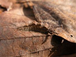 オオムラサキの幼虫。この画像は、エノキの落ち葉に止まっていた右向きの1個体の越冬幼虫を撮影したものです。色は褐色で、頭部から1対の細長い突起が付き出し、背中には短い1対の突起が4個、間隔をあけて、配されます。
