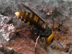 オオスズメバチ。スズメバチ科。体長40ミリメートルを超えることがあり、日本最大のスズメバチです。頭部は黄色で、胸部は黒色、腹部は黒色と黄色の縞模様です。翅は半透明の褐色です。胸部と腹部の間がくびれています。地中や木の洞に巣を作り、部屋数は最大で5000個に達するそうです。この画像は、樹液に来た1個体の成虫を横から撮影したもので、右向きです。