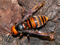 オオスズメバチ。スズメバチ科。体長40ミリメートルを超えることがあり、日本最大のスズメバチです。頭部は黄色で、胸部は黒色、腹部は黒色と黄色の縞模様です。翅は半透明の褐色です。胸部と腹部の間がくびれています。地中や木の洞に巣を作り、部屋数は最大で5000個に達するそうです。この画像は、木の幹に止まっている1個体の成虫を背中側から撮影したもので、左向きです。