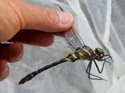 オオヤマトンボ。エゾトンボ科。体長83ミリメートル前後。胸部側面には、金属光沢のある濃い緑色に、黄色の帯が入ります。腹部の地色は黒色で、黄色の帯や斑紋が入ります。平地から丘陵地にかけての大きな池や湖に生息し、成虫は春から秋にかけて出現します。この画像は、捕虫網で捕まえた1個体の翅を指で持って、横から撮影したもので、右向きです。
