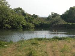オサガ池の画像です。貝塚市三ツ松にあります。農耕地と林に囲まれた池です。