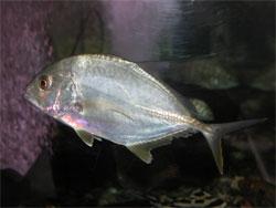 ロウニンアジ。アジ科。全長180センチメートルほどに成長します。左右に平たい体型です。成魚の体色はうすい灰色です。肉食性。この画像は、水槽内を左側に向かって泳いでいる1個体の若魚で、成魚よりも体型が円形に近く、銀白色をしています。