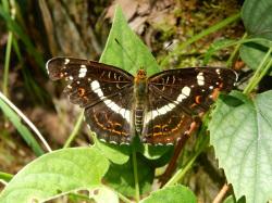 サカハチチョウ。タテハチョウ科。前翅長23ミリメートル前後。春と夏に成虫が出現します。春型の翅は黒い褐色の地色に、橙色の帯が複雑な迷路のように入ります。夏型の翅は黒っぽく、橙色の帯は縁に細く入るだけです。夏型は特に、白色の帯が翅の中央部に、逆八の字型に入り、それが和名の由来です。山地に多く、平地では稀です。幼虫はコアカソなどのイラクサ科の葉を食べます。この画像は、葉に止まっている夏型の1個体の成虫を撮影したもので、白色の逆八の字がよく分かります。
