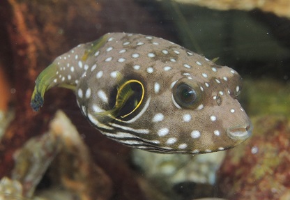 サザナミフグの写真です。成魚の全長は約45cm。背面には白斑があり、腹面にはさざ波のような縦帯があります。おもに琉球列島周辺に生息し、黒潮によって運ばれてくる幼魚が太平洋沿岸で見られます。