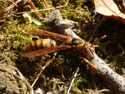 セグロアシナガバチ。スズメバチ科。体長20から26ミリメートル。体色は、黒色に、顔、肩、腹部各節に、黄色の部分があります。翅は半透明の褐色です。胸部と腹部の間がくびれています。女王1個体で越冬し、春に単独で巣を作り始め、女王の娘である働きバチが生まれると、女王バチは産卵に専念し、働きバチが幼虫の世話や巣の拡大をし、秋に巣からオスとメスが飛び出して繁殖します。巣は1年限りです。この生活史は、アシナガバチ類とスズメバチ類の仲間に共通です。セグロアシナガバチの巣は最大で400個までの部屋数になります。アシナガバチ類もスズメバチ類もスズメバチ科に属し、先に述べた生活史が同じことや、ともに社会性昆虫であることは共通ですが、アシナガバチ類は長い後脚をぶら下げるようにして飛翔することや、巣を覆う殻がない点などで、スズメバチ類と異なります。この画像は、地面にいる1個体の成虫を撮影したもので、右向きです。