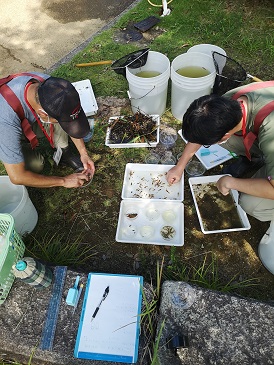 自然遊学館わくわくクラブの方々がトンボの池で生きもの調査をしているようすです。採集した生きものを手に取って種類とその数を調べています。
