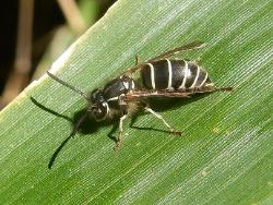 シダクロスズメバチ。スズメバチ科。働きバチの体長は10ミリメートル前後。黒色の地色に白色の縞模様が特徴です。山地に生息し、主に土中に巣をつくります。画像は葉の上に止まっている1個体の働きバチを背面から撮影したものです。