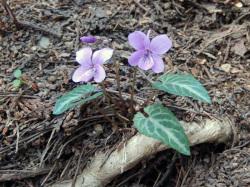 シハイスミレ。スミレ科。多年草。茎の高さはせいぜい10センチメートルほどです。早春にピンク色の5枚の花びらを持った花が咲きます。葉の裏が紫色であることが特徴です。この画像は、あまり落葉が積もっていない場所に咲いた1個の花を撮影したものです。