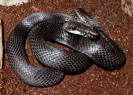 シマヘビの黒化型の写真です。通常は淡黄色の体色で、4本の黒い縦じまがはいりますが、この黒化型の個体では縞模様はほぼ見えません。黒化型のシマヘビは「カラスヘビ」とよばれたりします。