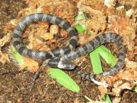 シロマダラ。ナミヘビ科。全長30～70センチメートル。地色は灰色で、背面に黒色の横帯が入ります。夜行性で個体数は少ないと言われています。主にトカゲや、他のヘビを摂食します。画像は、飼育マットの上で、1個体の幼蛇が8の字状に近い形でいる様子を撮影したものです。頭は右向きです。