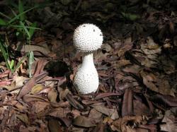 シロオニタケ。テングタケ科。夏から秋にかけて林床に生えます。傘の直径も柄の長さも20センチメートルに達することがある大型で白色のキノコです。表面に小さなイボが多数付きます。この画像は、林床から生えている傘がまったく開いていない幼菌で、傘の部分は、ゴルフボールのように球状です。