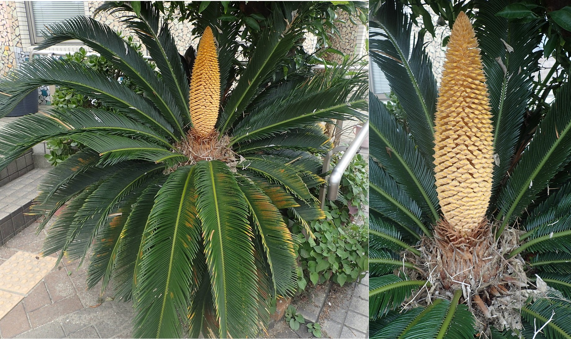 ソテツの花が開花しました。中世代ジュラ紀の頃からある「生きた化石」として知られる裸子植物です。九州南部や沖縄など、暖かい地域の海岸沿いに自生しています。雌雄異株で、自然遊学館の個体は雄株です。
