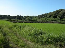 せんごくの杜周辺の水田の画像です。貝塚市橋本と熊取町七山北にあります。夏の晴れた日には、青い空、深緑色の林、黄緑色の水田が対照的な美しい景観が保たれています。