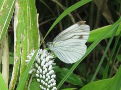 スジグロシロチョウ。シロチョウ科。前翅長25から35ミリメートル。翅は白色で、翅脈や翅先などが黒色を帯びます。春から秋まで成虫が見られます。幼虫はアブラナ科の葉を食べます。この画像は、オカトラノオという植物の花に止まって翅を閉じている1個体の成虫を横から撮影したもので、左向きです。